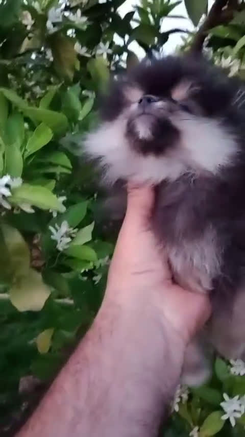 Pomerania perros en venta: Camada de Pomerania en Granada - Video 1