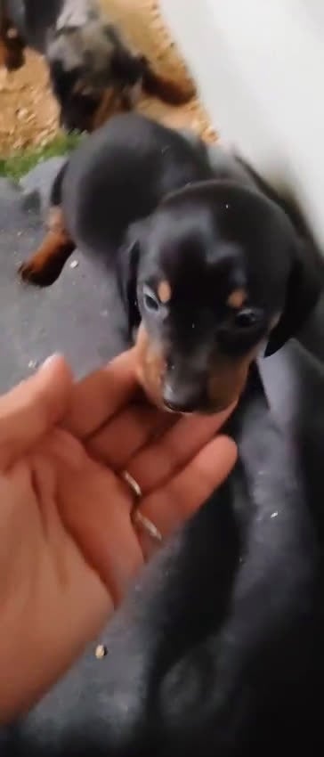 Teckel Miniatura perros en venta: Teckel Arlequin Miniatura Macho - Video 3