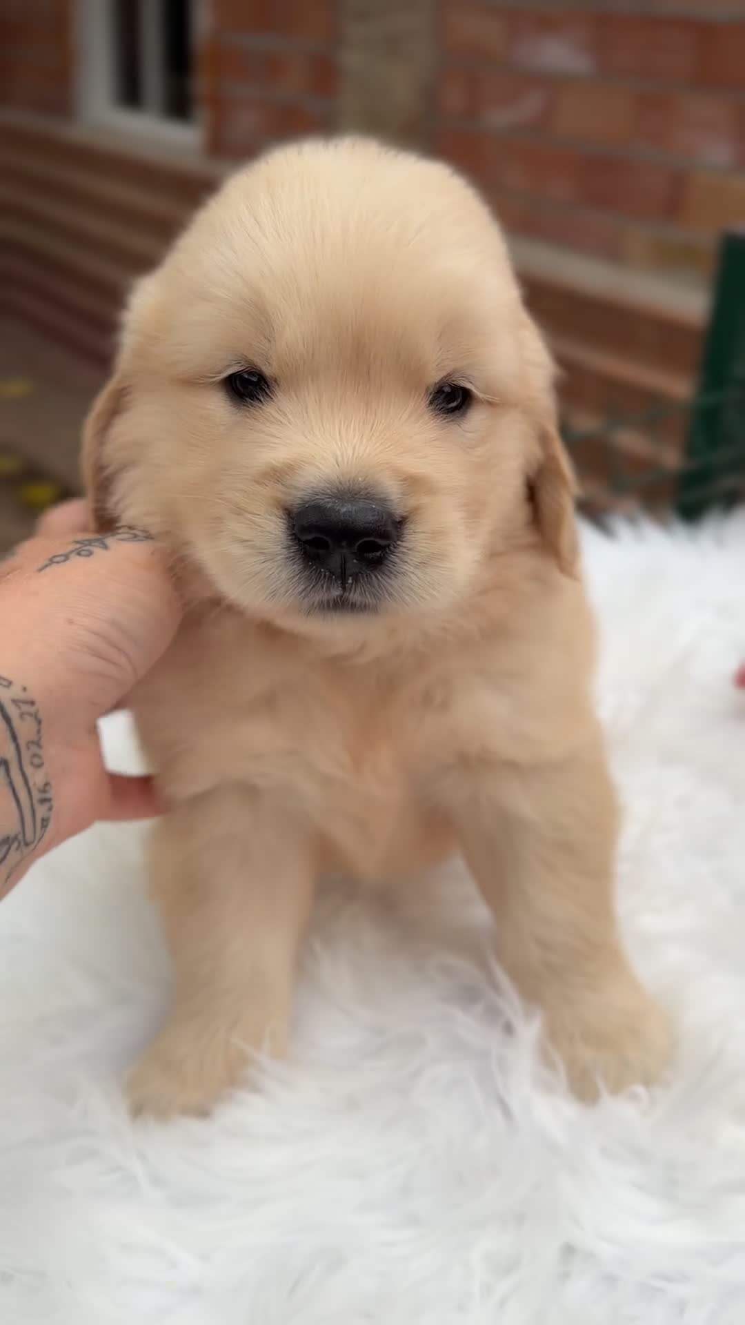 Golden Retriever perros en venta: Golden retriever dorados  - Video 1