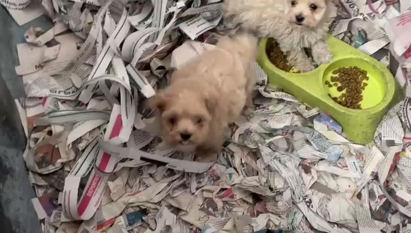 Maltipoo perros en venta: Cachorros de Maltipoo ñ - Video 1