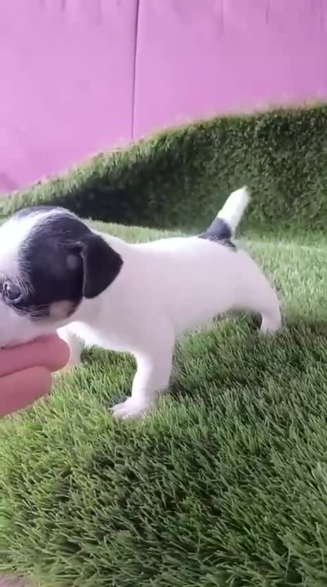 Jack Russell Terrier perros en venta: Jack Russell terrier - Video 1