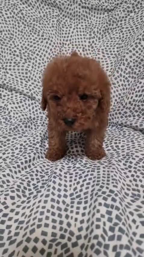 Caniche Toy perros en venta: Caniche Toy - Video 3