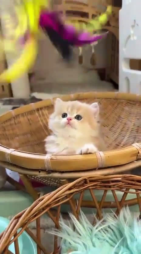 Británico de Pelo Corto gatos en venta: Británicos y Scottish Fold gatitos  - Video 1