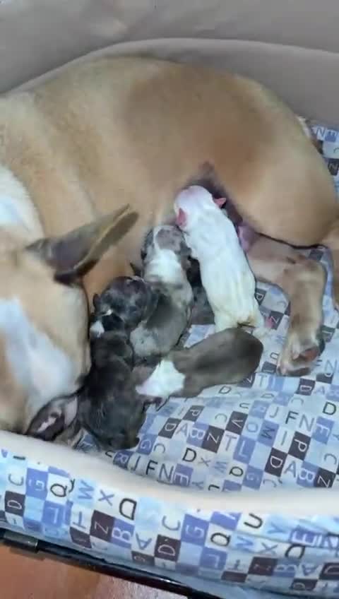 Bulldog Francés perros en venta: Bulldog francés bebes merles Fawn y blanco  - Video 1