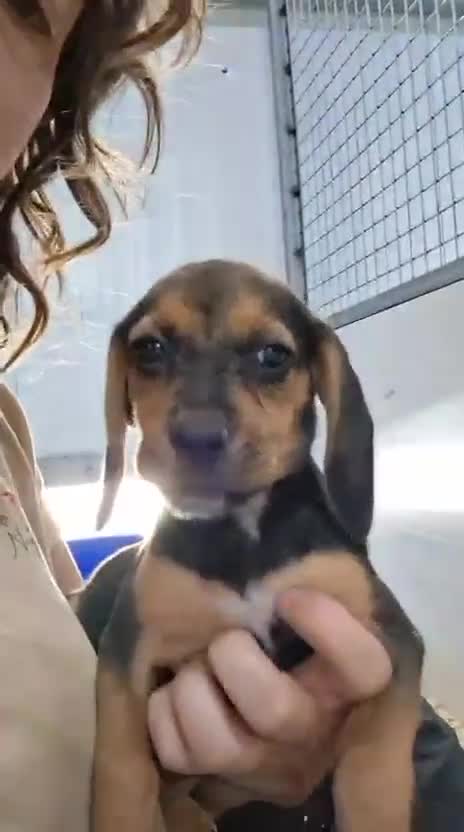 Beagle perros en venta: Beagles hembra - Video 1