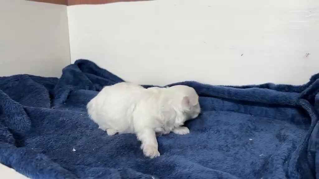 Bichón Maltés perros en venta: Bichon maltes Hembras - Video 2