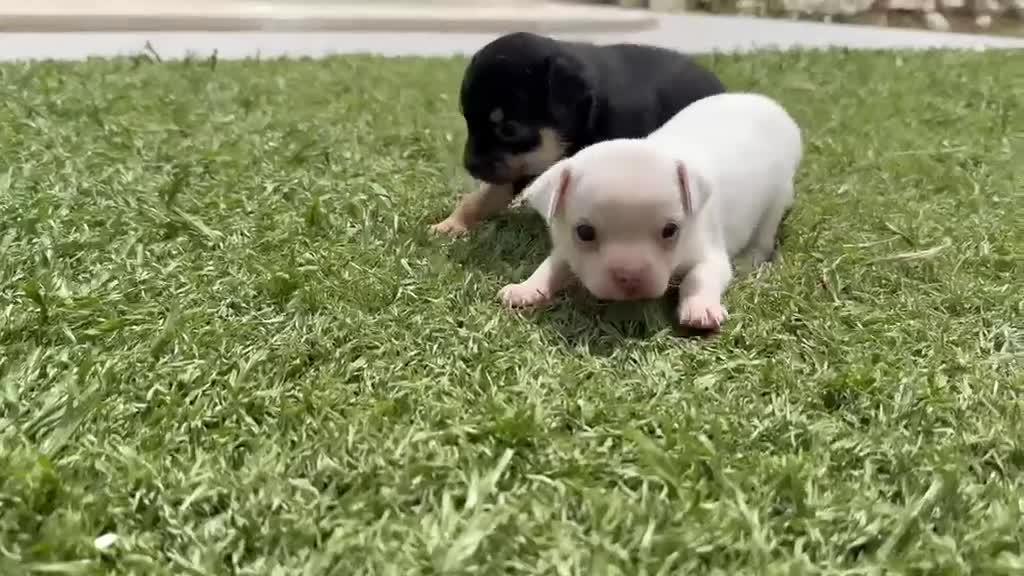 Chihuahua perros en venta: Chihuahua  - Video 1