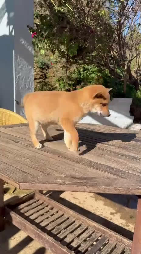 Shiba Inu perros en venta: Shiba Inu preciosos rojos Machos disponibles  - Video 1