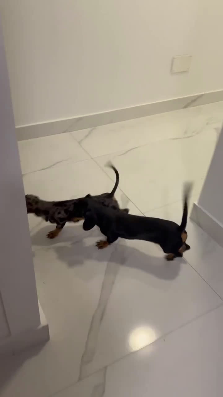 Teckel Miniatura perros en venta: Últimos Teckel miniatura disponible!  - Video 1