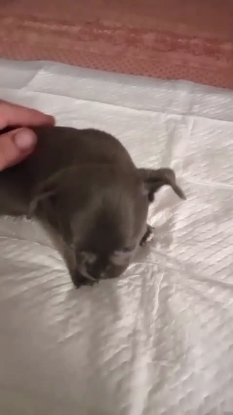 Chihuahua perros en venta: Chihuahua  - Video 2