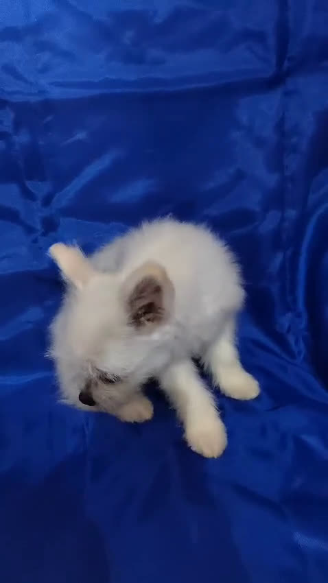Otras razas perros en venta: Cachorro de Maltipom en Segovia - Video 4