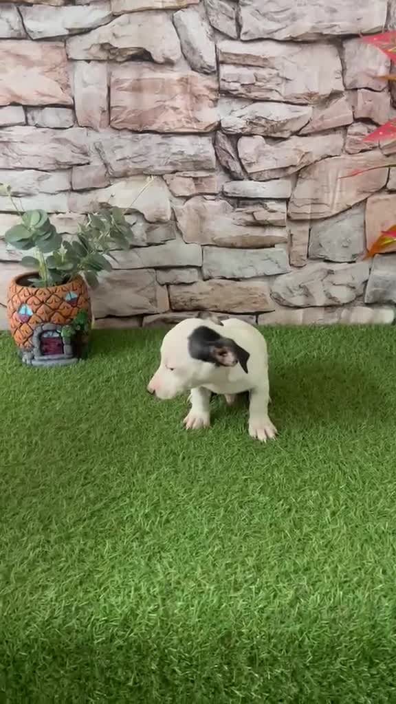 Jack Russell Terrier perros en venta: JACK RUSSELL MINI - Video 2