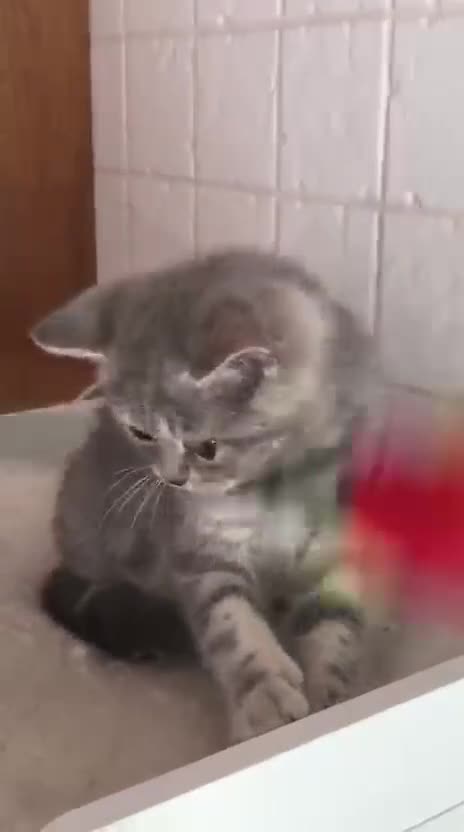 Británico de Pelo Corto gatos en venta: Gata british tabby azul - Video 2