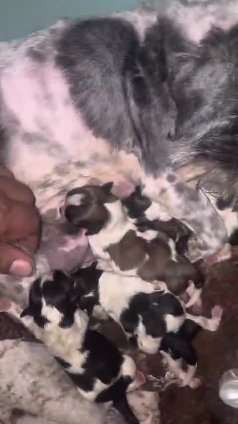 Shih Tzu perros en venta: Shih tzu mini - Video 3