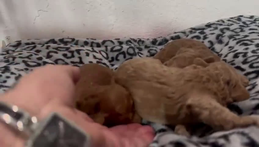 Caniche Toy perros en venta: Caniches toys - Video 3