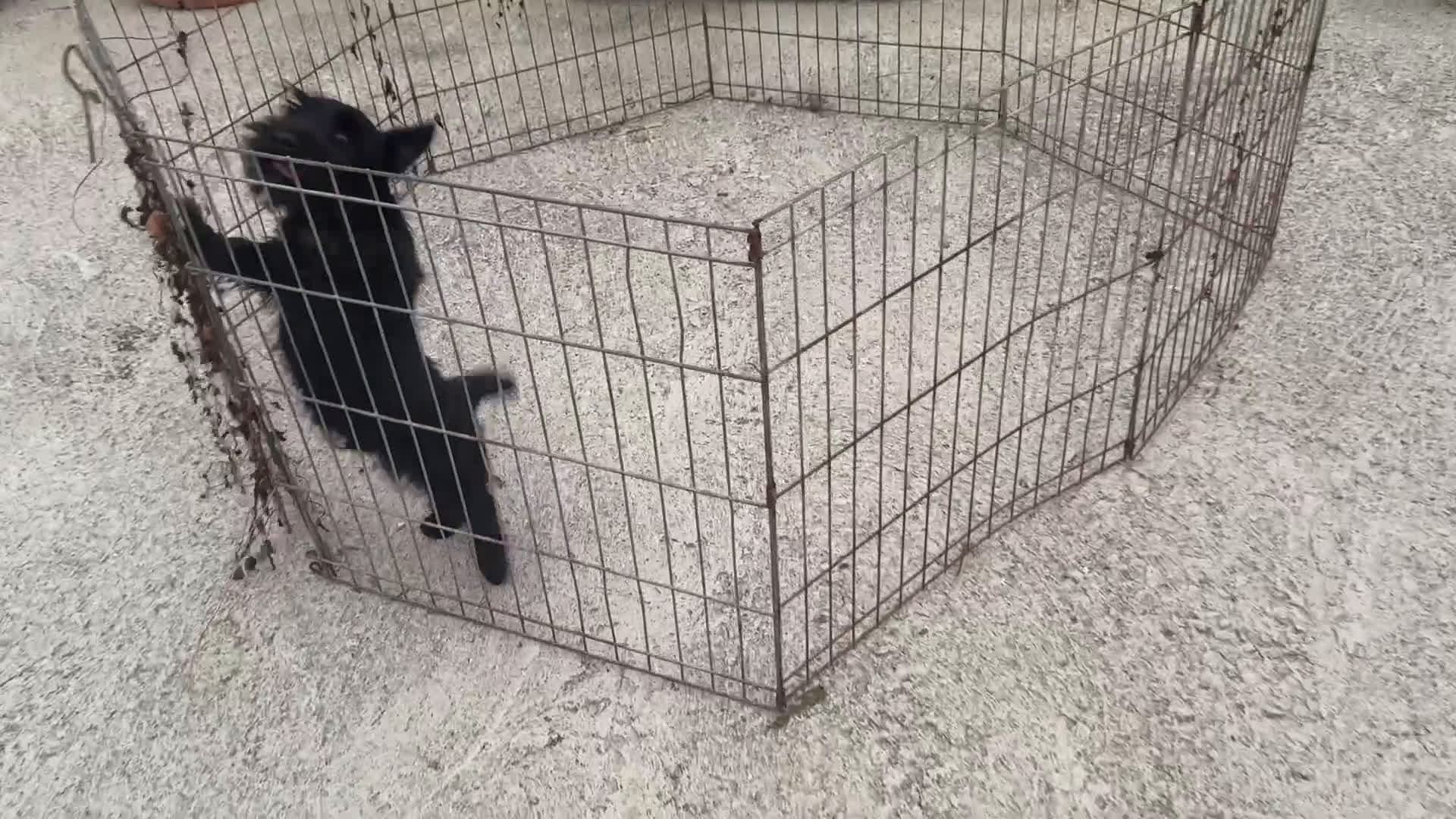 Scottish Terrier perros en venta: Scottish Terrier  - Video 2