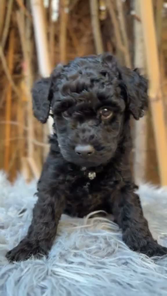 Caniche Mediano perros en venta: Caniche negro mediano - Video 1