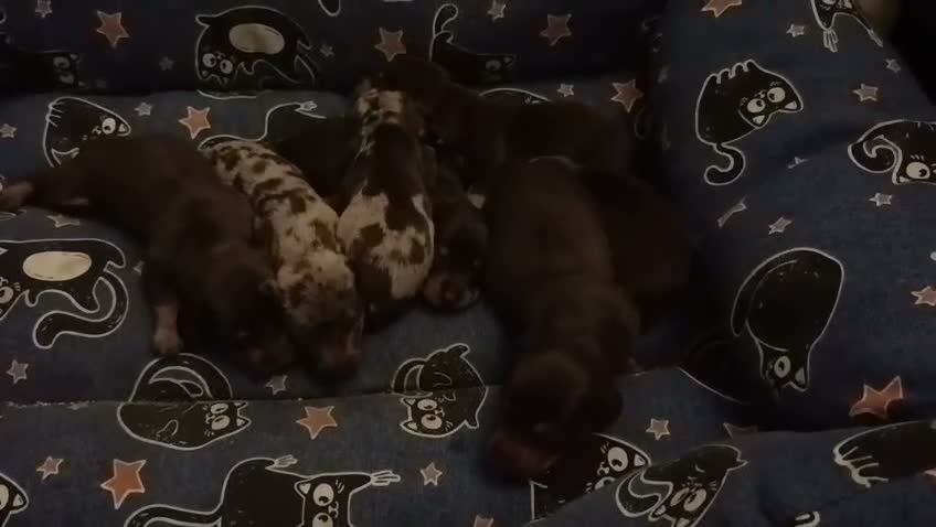 Teckel Miniatura perros en venta: Camada Kika Teckel Canichen - Video 1
