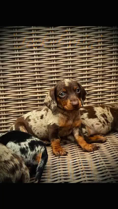 Teckel Miniatura perros en venta: Teckel mini - Video 1