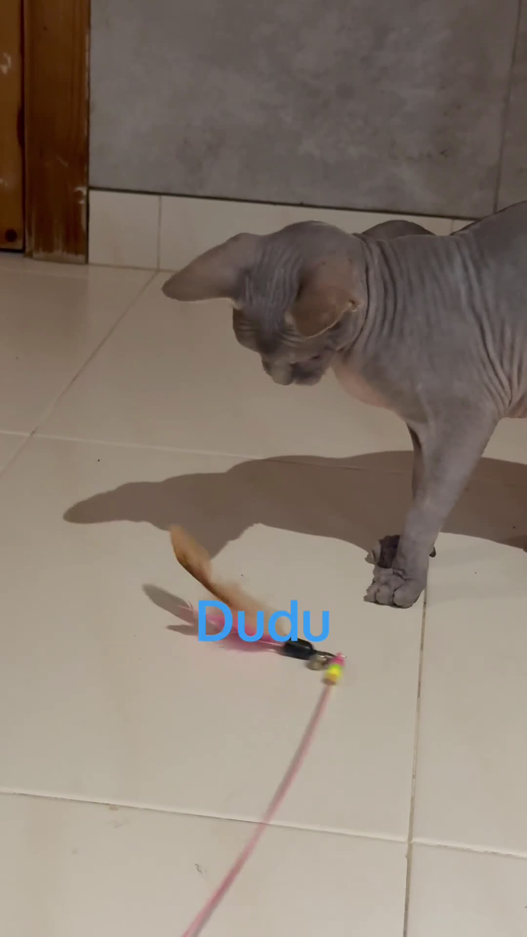 Sphynx gatos en venta: Sphynx únicos 💙💙💙 - Video 1