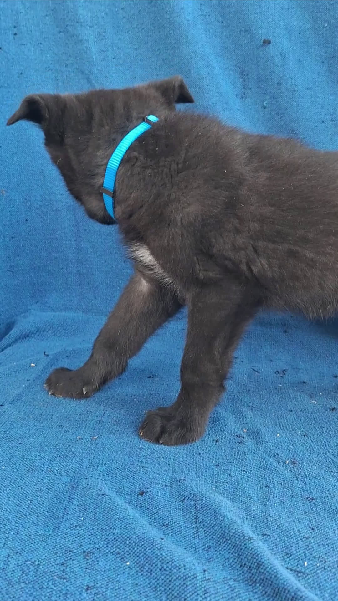 Otras razas perros en venta: PERRO LOBO AMERICANO  - Video 2