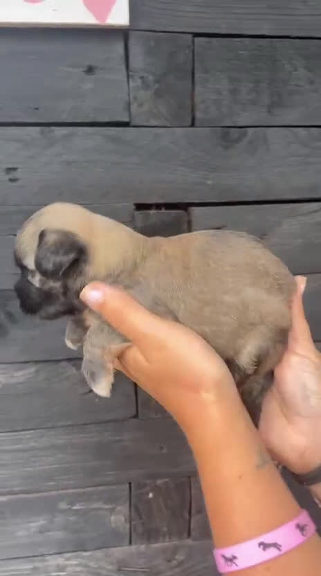 Bichón Habanero perros en venta: Bichon Habanero Macho - Video 2