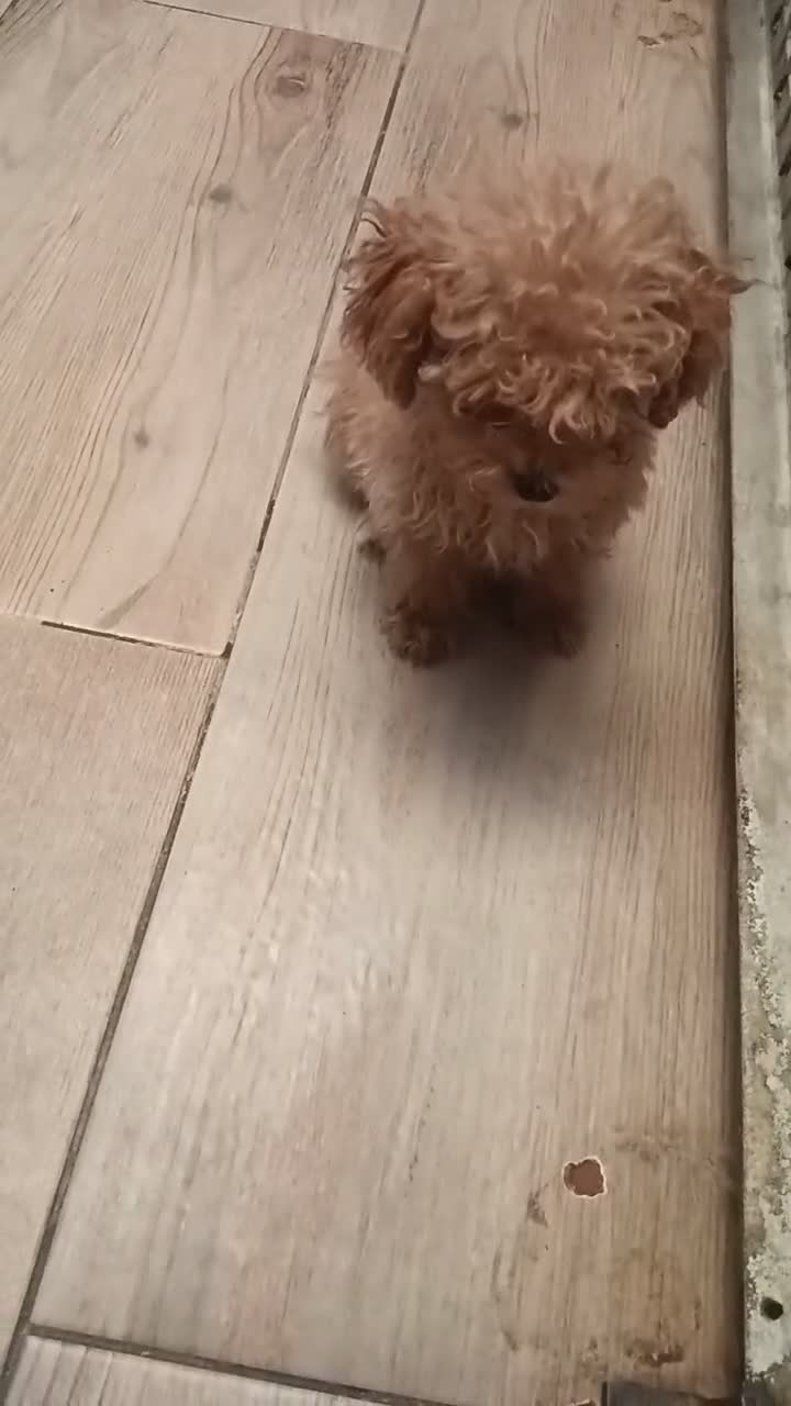 Caniche Toy perros en venta: Caniche toy - Video 1