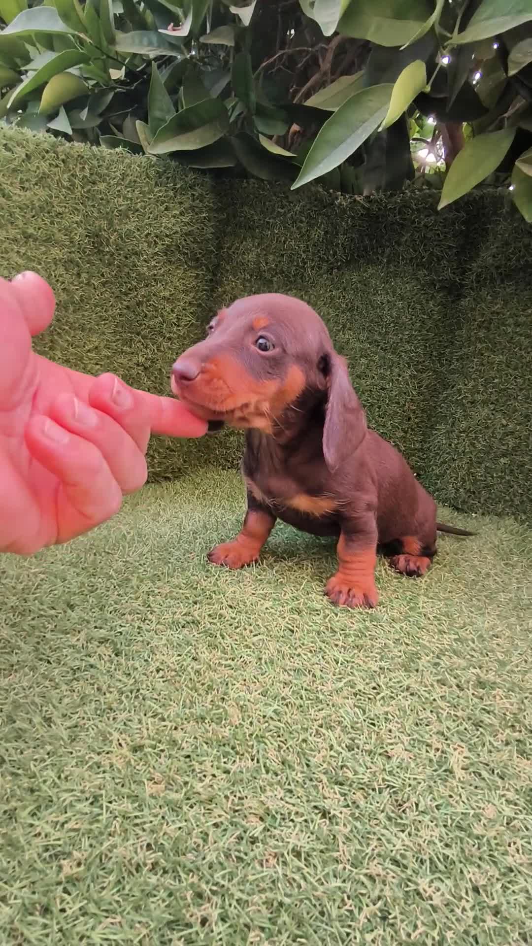 Teckel Miniatura perros en venta: teckel miniatura chocolate  - Video 1
