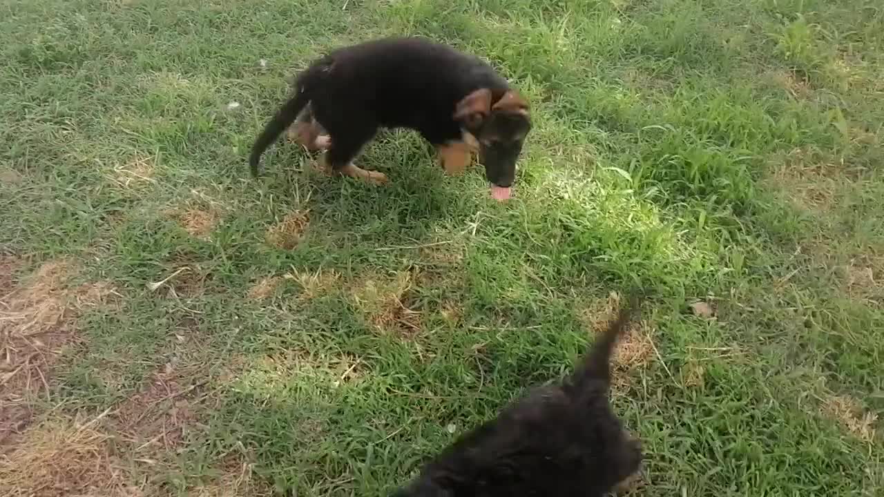 Pastor Alemán perros en venta: Cachorros pastor alemán  - Video 1