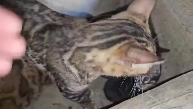 Bengalí gatos en venta: Bengalí - Video 1