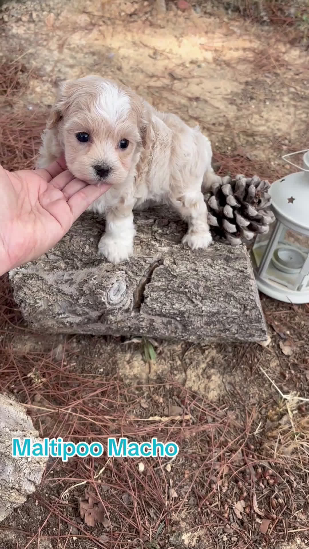 Maltipoo perros en venta: Maltipoo de caramelo  - Video 1