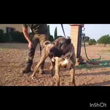 Raza Mixta perros en venta: BANDOG de los HIERROS  - Video 1