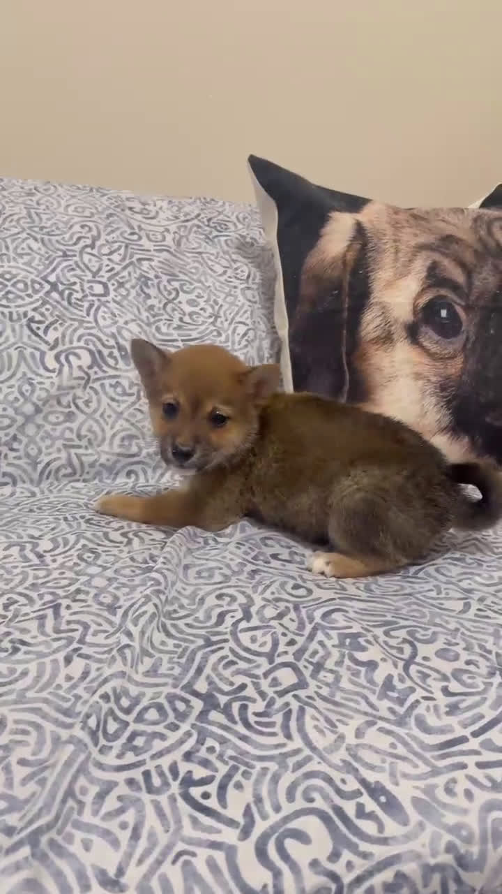 Shiba Inu perros en venta: Shiba Inu machos preciosos cachorros  - Video 2