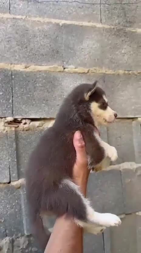 Husky Siberiano perros en venta: Disponible huskys de Calidad  - Video 3