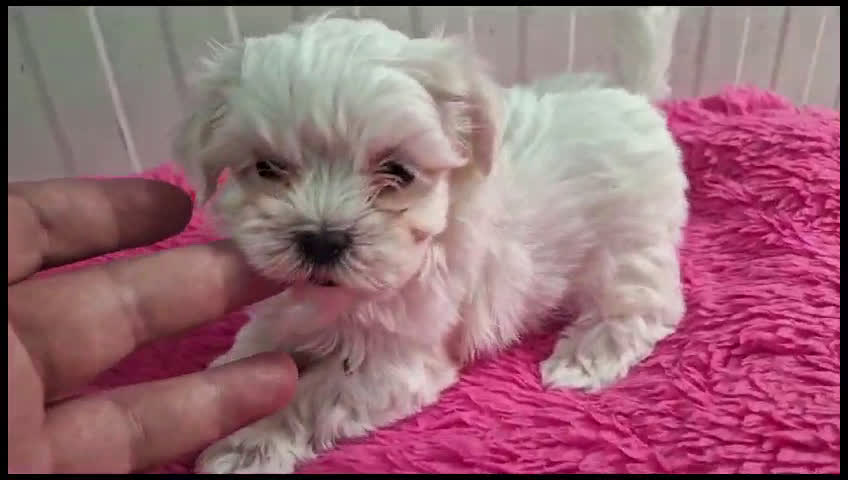 Bichón Maltés perros en venta: Preciosos Bichon maltes toy en Almería - Video 1