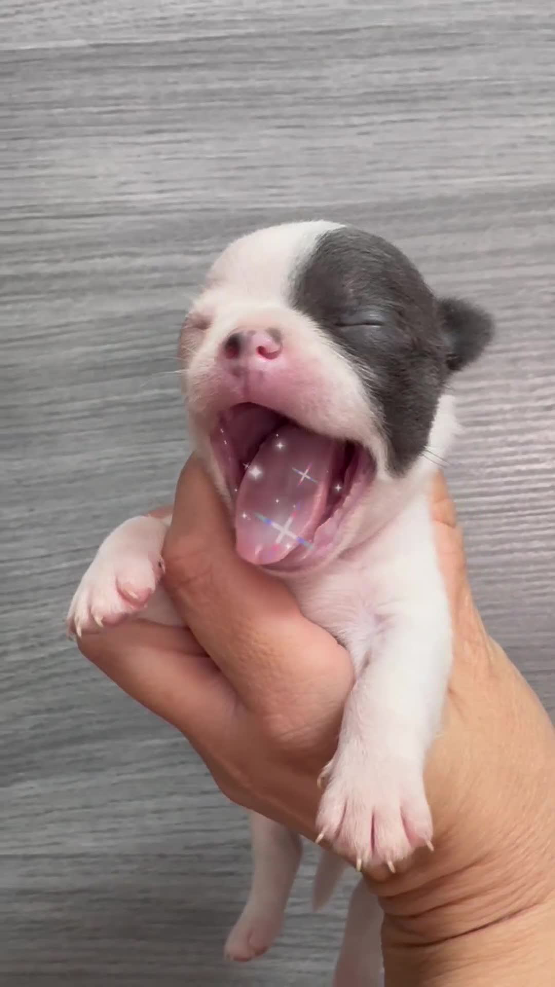 Chihuahua perros en venta: Chihuahua cabeza manzana toy - Video 1