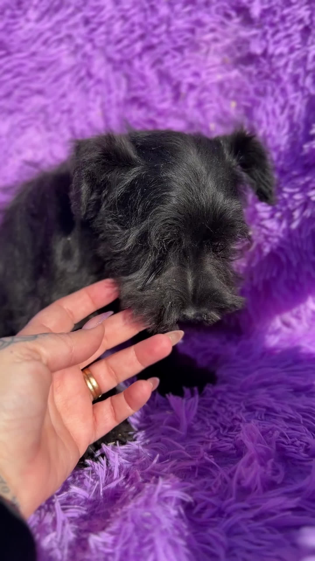 Schnauzer Miniatura perros en venta: Schnauzer mini azabache  - Video 1