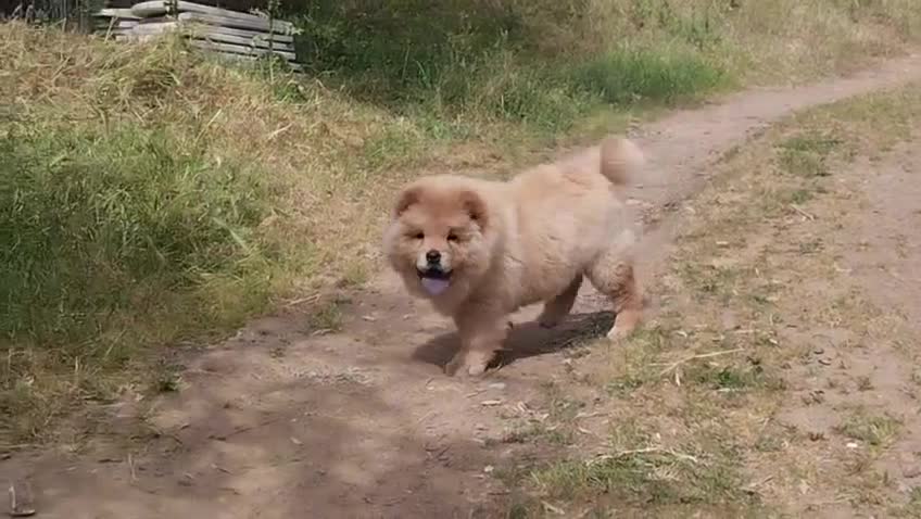 Chow Chow perros en venta: Chow chow hembra disponible  - Video 1