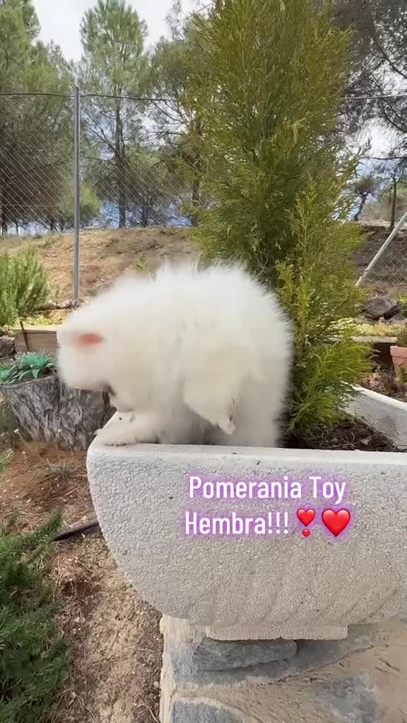 Pomerania perros en venta: Pomerania Hembra Lista para entregar - Video 1