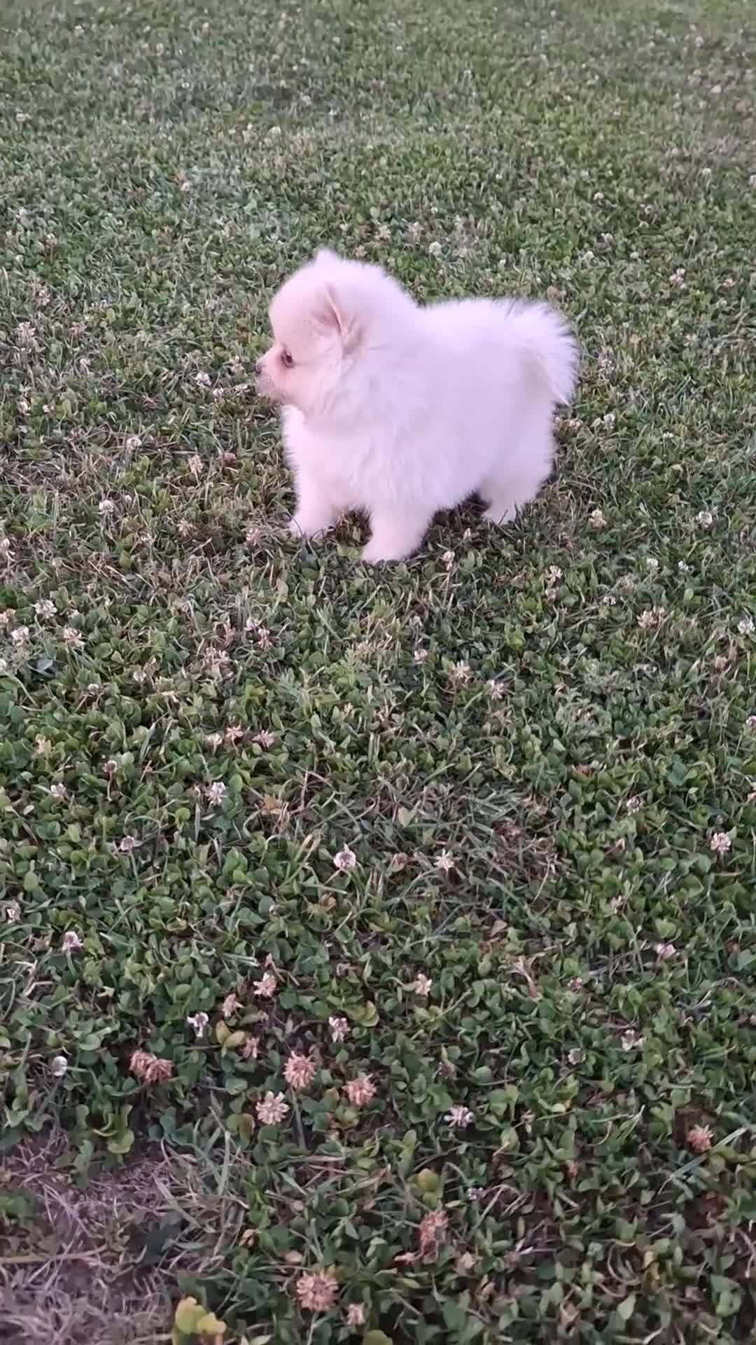 Pomerania perros en venta: Cachorro pomerania blanco - Video 1