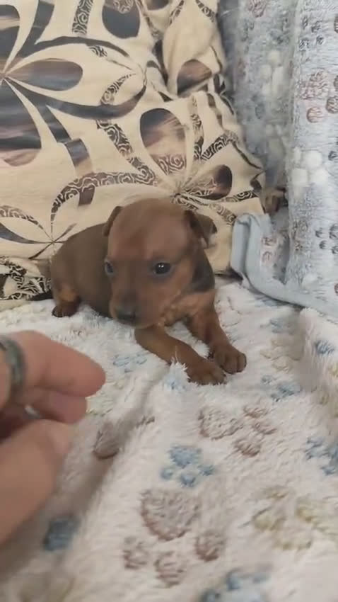 Pinscher Miniatura perros en venta: Pinscher Miniatura cachorros de ensueño - Video 1