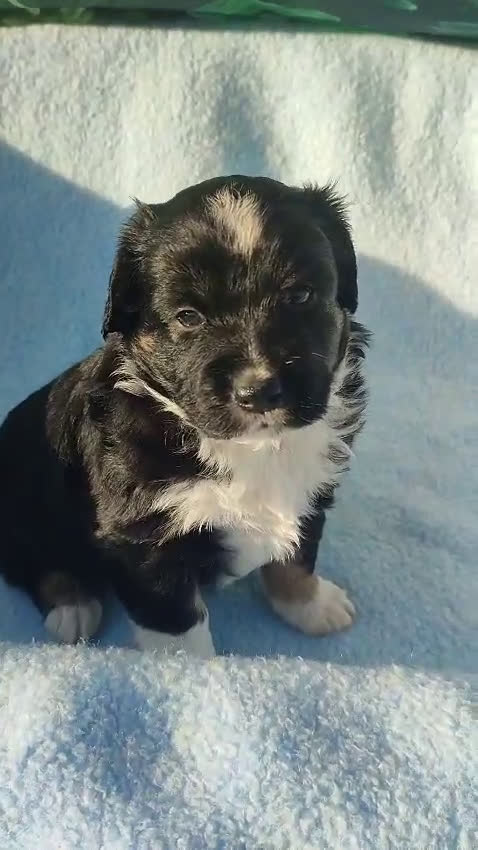 Pastor Miniatura Americano perros en venta: CACHORROS PASTOR AMERICANO MINIATURA - Video 3