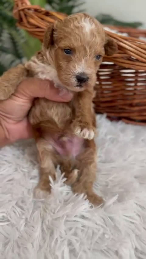 Caniche Toy perros en venta: CANICHE TOY MACHO - Video 2