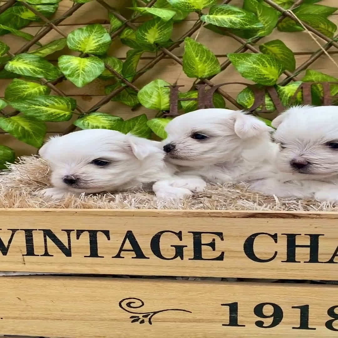 Bichón Maltés perros en venta: Camada de Gala  - Video 1