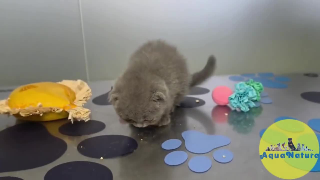 Scottish Fold gatos en venta: Scottish Fold Hembra 6338 AQUANATURA - Video 1