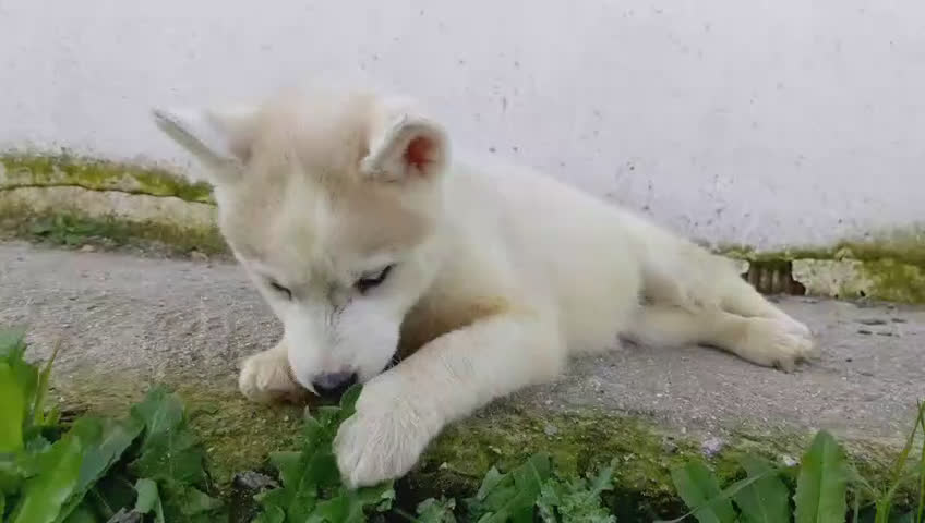 Husky Siberiano perros en venta: Preciosos cachorros husky siberiano - Video 1