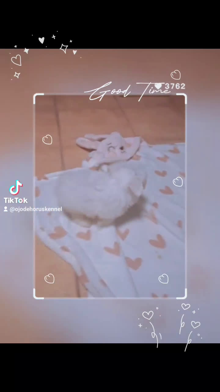Bichón Maltés perros en venta: Macho miniatura ❗❗🐾 coreano  - Video 1