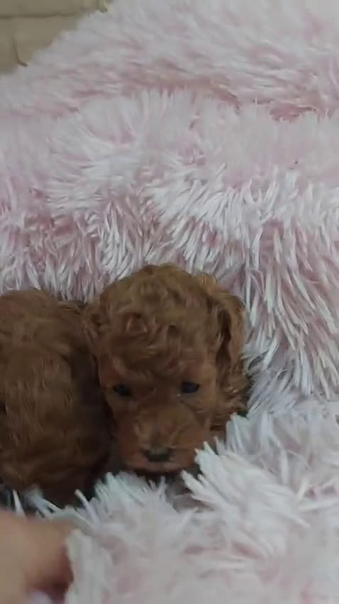 Caniche Toy perros en venta: CANICHE TOY - Video 1