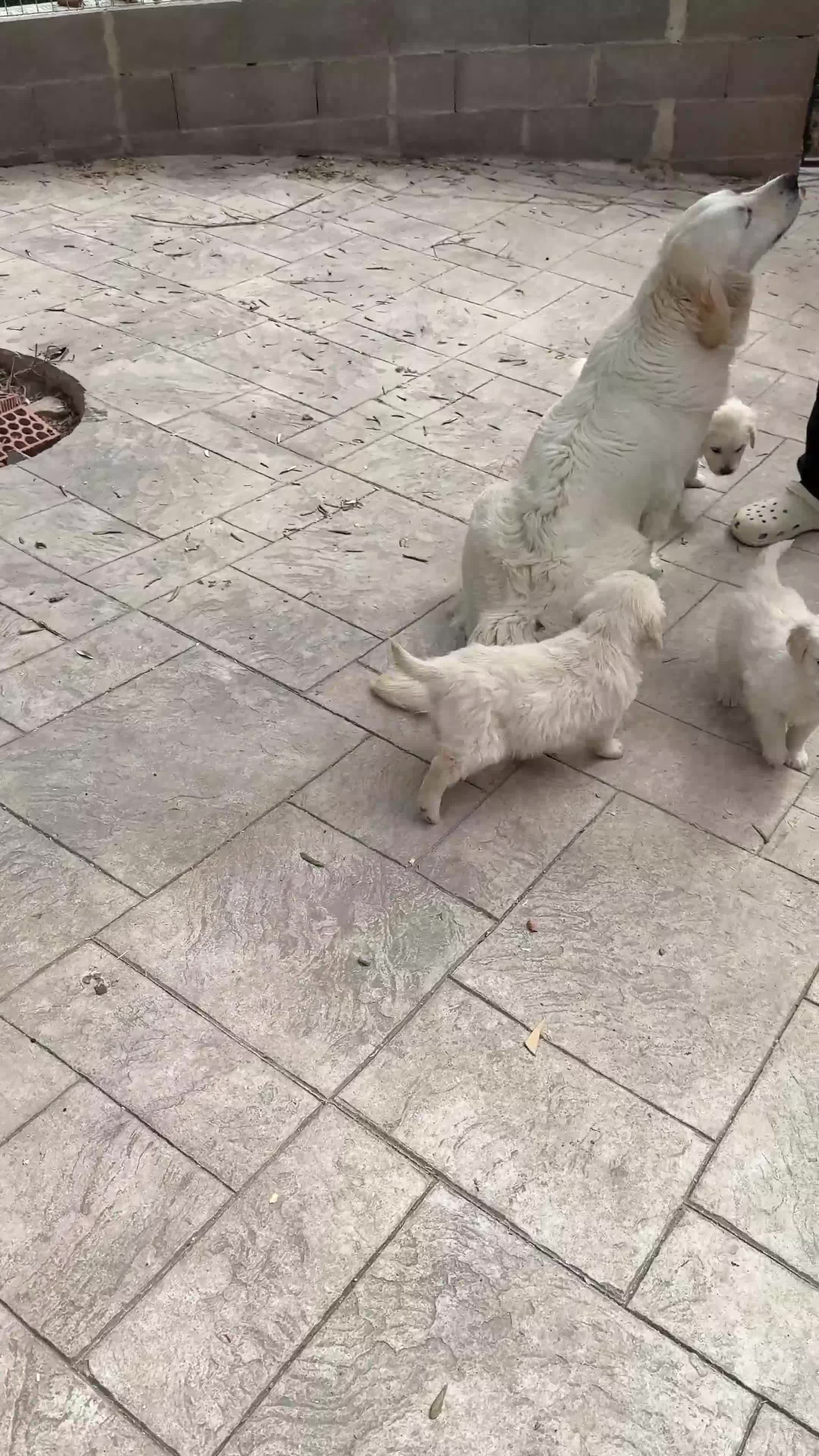 Golden Retriever perros en venta: GOLDEN RETRIEVER - Video 1