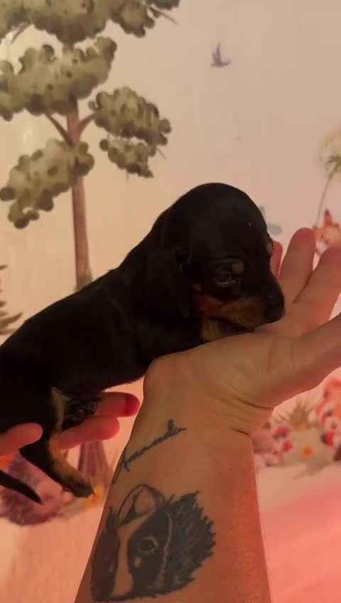 Teckel Miniatura perros en venta: Espectacular camada de teckel mini  - Video 4